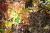 Iridescent Ammolite (Fossil Ammonite Shell) - Bite Marks! #222710-1